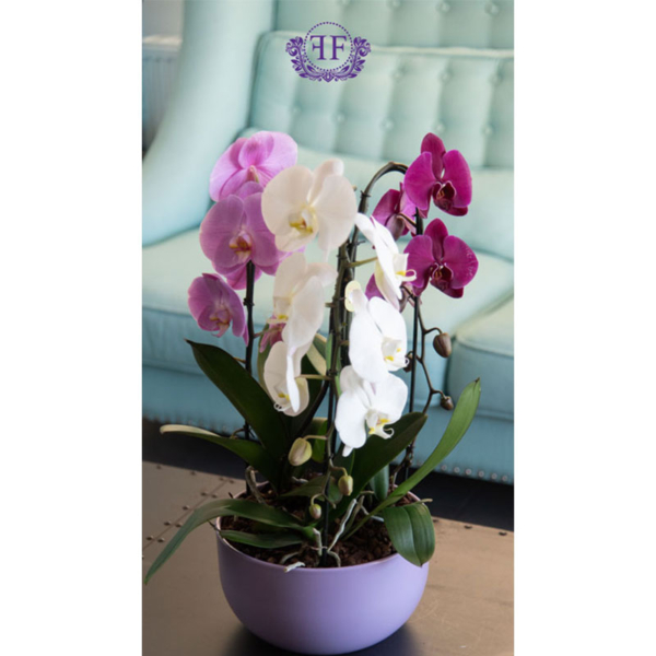 3 plants orchid in pot