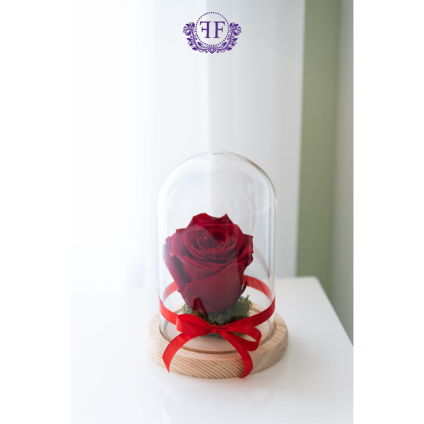 Red Infinity rose in dome