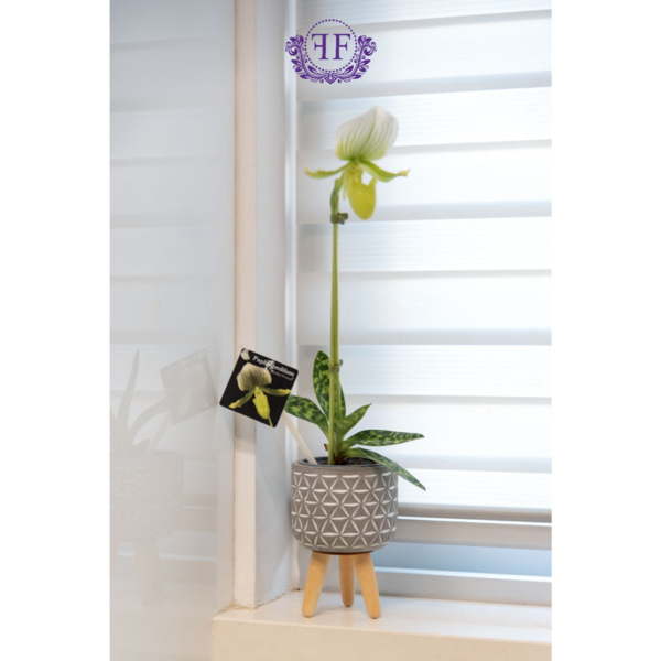 White orchid in pot with legs